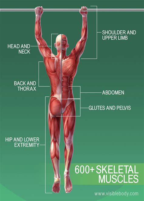 The primary job of muscle is to move the bones of the skeleton, but muscles also enable the heart to beat and constitute the walls of other important hollow organs. Muscular system | Learn Muscular Anatomy