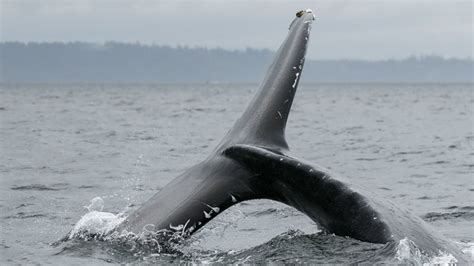 Whales Come To Play On Puget Sound Photo 17