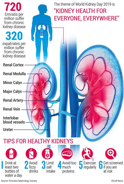 Unlabeled Diagram Of The Kidney World Of Reference