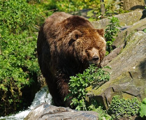 Kodiak Bear Ursus Arctos Middendorffi 2009 04 19 Zoochat
