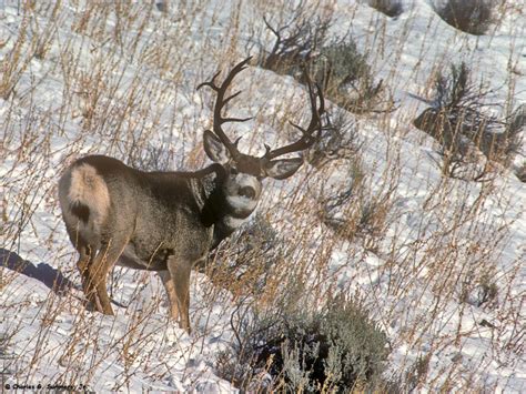 00270 00520 Non Typical Mule Deer Buck Nine Points On The Flickr