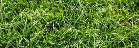 How To Grow Tall Fescue Grass Gecko Green