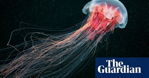 Hundreds Of Jellyfish Invade New Zealand Coastline New Zealand The