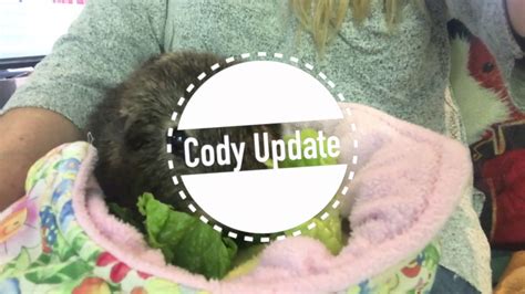 Update On Cody Our Senior Hospice Pig Youtube