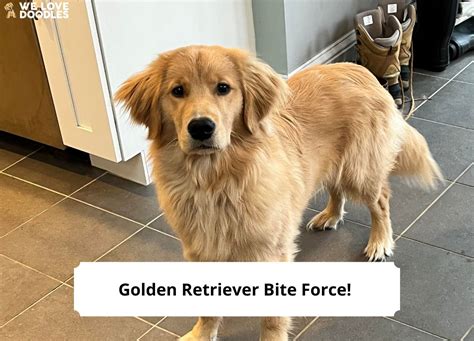 Golden Retriever Bite Force Youll Be Surprised 2024 We Love Doodles