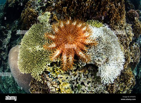 A Crown Of Thorns Sea Star Feeds On A Living Coral Colony In Raja Ampat