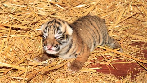 Tiny Newborn Tiger Cub Takes His First Steps Aol Features