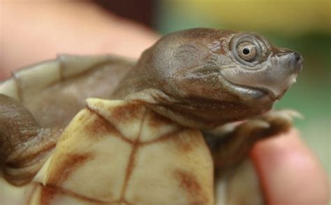 Esp Cie De Tartaruga Considerada Extinta At Pode Ser Salva
