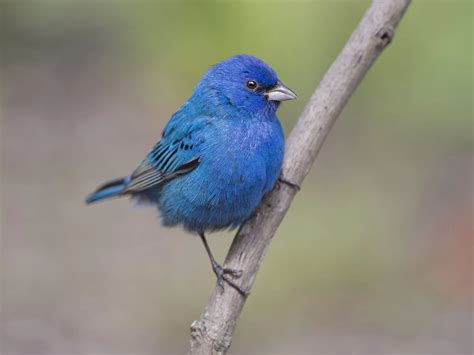 Female Indigo Buntings Identification Guide Unianimal