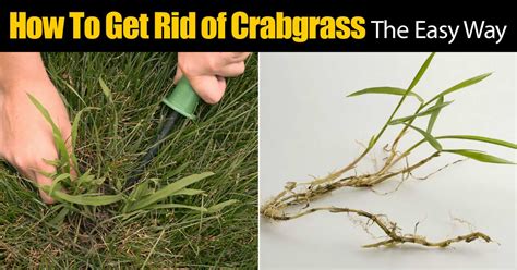 How To Get Rid Of Crabgrass The Easy Way