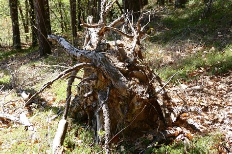 Free Images Nature Forest Wilderness Branch Wood Trail Leaf