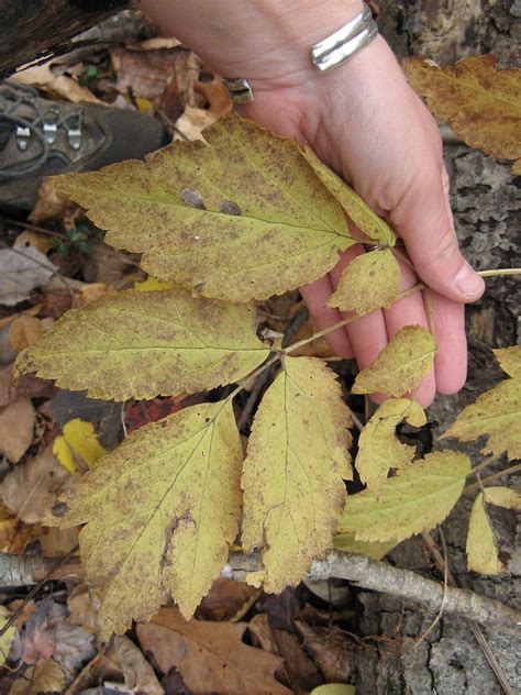 Actaea Racemosa Black Bugbane Go Botany