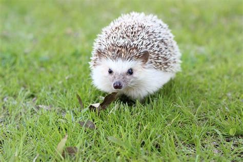 Hedgehog Revival in Britain - Vegaprocity