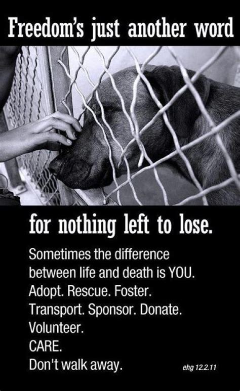 Rescue Dog Poems And Quotes Quotesgram