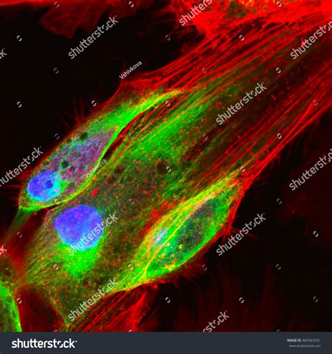 Real Fluorescence Microscopic View Human Skin Photo De Stock