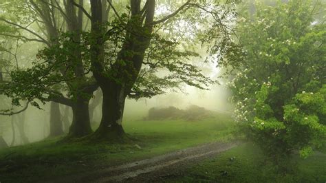 Beautiful Green Trees With Fog Covered Forest Grass Hd Nature