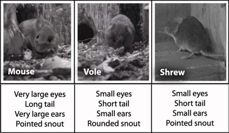 Bbc Nature Uk Mice Shrews And Voles A Quick Guide