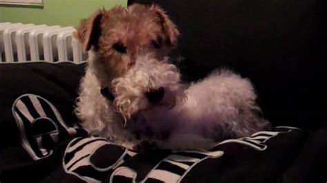 Tranquil Terrier Abby Wire Fox Terrier Youtube