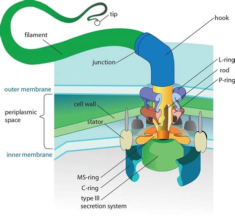 They are a type of biological cell that do not have a cell nucleus or any that is, neither the dna of prokaryotic cells nor any of the sites of metabolic activity within a prokaryotic cell are collected together in a discrete. Figure 1.9. Prokaryotic Flagellum Structure The filament ...