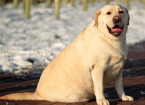Find the perfect fat dog stock photo. Dog Obesity & Weight Management | Australian Dog Lover