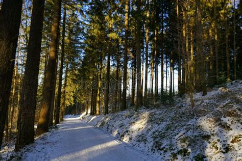 Forest Landscape With Snowy Paths In The Winter Stock Image Image Of