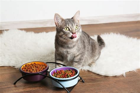 The Very Best Diet For Cats According To Vets Readers Digest