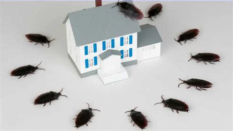 10 Most Common Cockroach Entry Points Pest Pit
