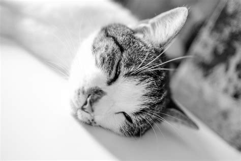 1920x1080 Wallpaper Grey Tabby Cat Sleeping On White Textile Peakpx