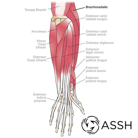 Lower leg muscles and tendons. Arm Muscle Diagram - exatin.info
