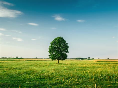 Nature Trees Landscape Sky Clear Sky Clouds Grass Wallpapers Hd Desktop And Mobile