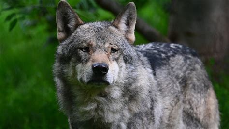 Warnung an Hundebesitzer: Wölfe in Potsdamer Naherholungsgebiet