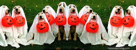 Funny Dogs In Costume Fur Babies Facebook Timeline Cover For Halloween