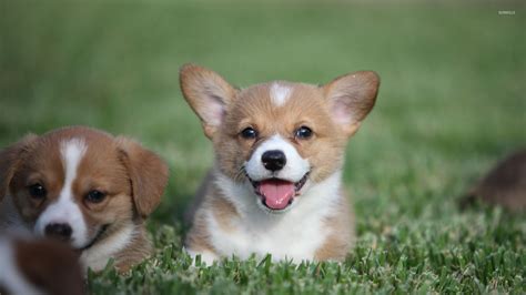 Our pembroke welsh corgi puppies for sale are spirited, athletic, and dependable. 48+ Corgi Puppies Wallpaper on WallpaperSafari