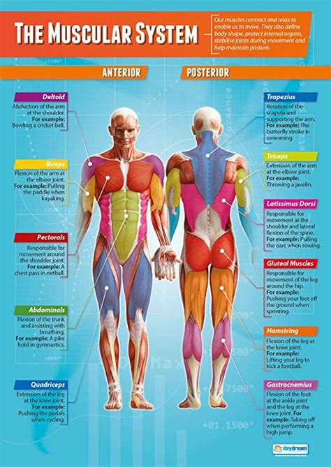 Human Body Anatomy Human Anatomy And Physiology Body Muscle Anatomy