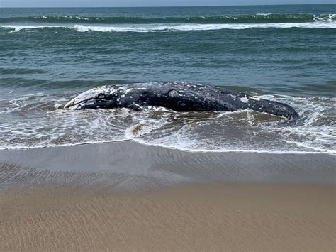 Dead Gray Whale Washes Up On Point Reyes Beach