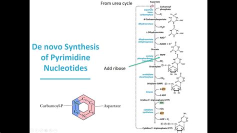 MBS Lehninger Chapter 22 Biosynthesis Of Pyrimidines YouTube
