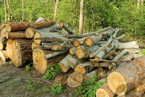 The Logs Of Trees In The Forest Stock Photo Image Of Wood Biomass