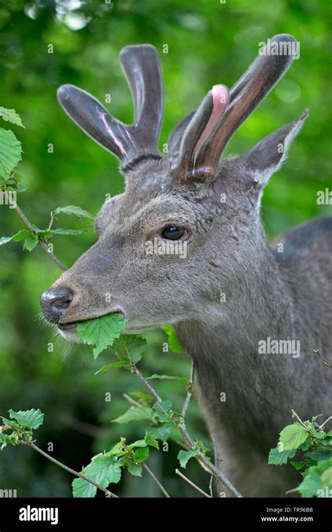 Sika Deer Cervus Nippon Stock Photo Alamy