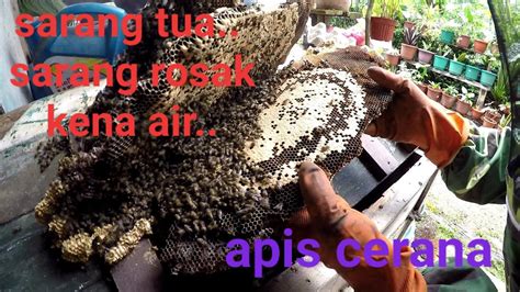 Cara Memindahkan Lebah Madu Cerana Ke Dalam Kotak Peliharaan Youtube