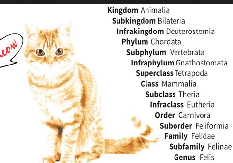 Cat Scientific Name Of A Cat