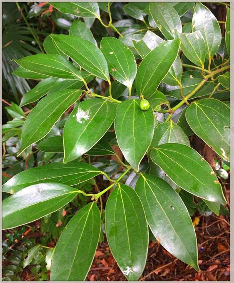 100 Natural Sun Dried Cinnamon Leaf From Ceylon Original Sri Etsy