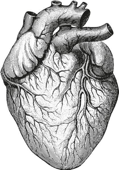 Anatomy Vector Human Heart Clipart Transparent Stock Real Heart