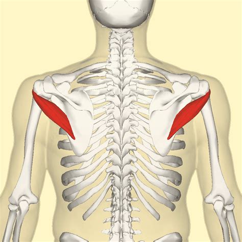 The Teres Minor Muscle Affected By Trigger Points Chiropractic