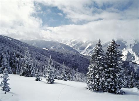Snow Covered Pine Trees On Mountain Photograph By Axiom