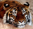 Schlafender Tiger Foto & Bild | tiere, zoo, wildpark & falknerei ...