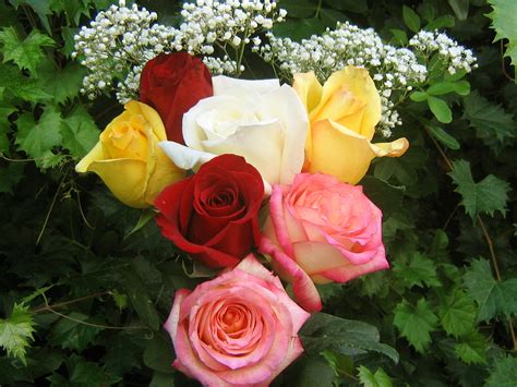 Green flowers pretty flowers colorful roses orchid flowers rose foto ronsard rose coming up roses rose pictures hybrid tea roses. beautiful flowers - Page 103 - Gup Shup Halla Gulla ...