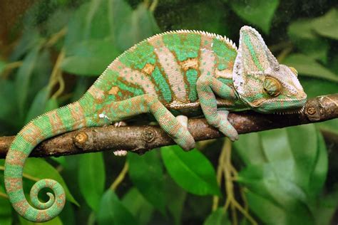 Chameleons - the amazing technicolour pet! | Pets4Homes