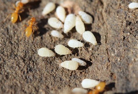 Soil Mites Vs Root Aphids Whats In Your Soil