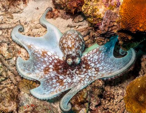 11 Amazing Octopus Species