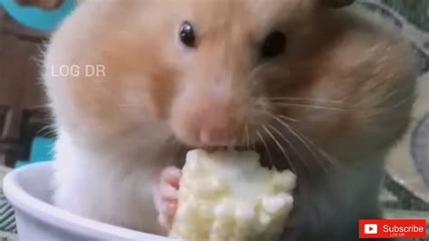 Cute Hamster Eating Funny Youtube
